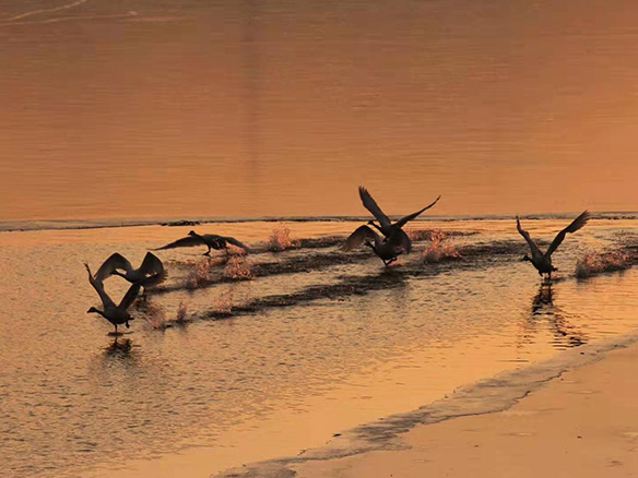 412MW！錦州陽光獲國電投青海高效雙面組件訂單